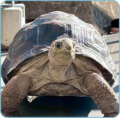 副所長ロンサム